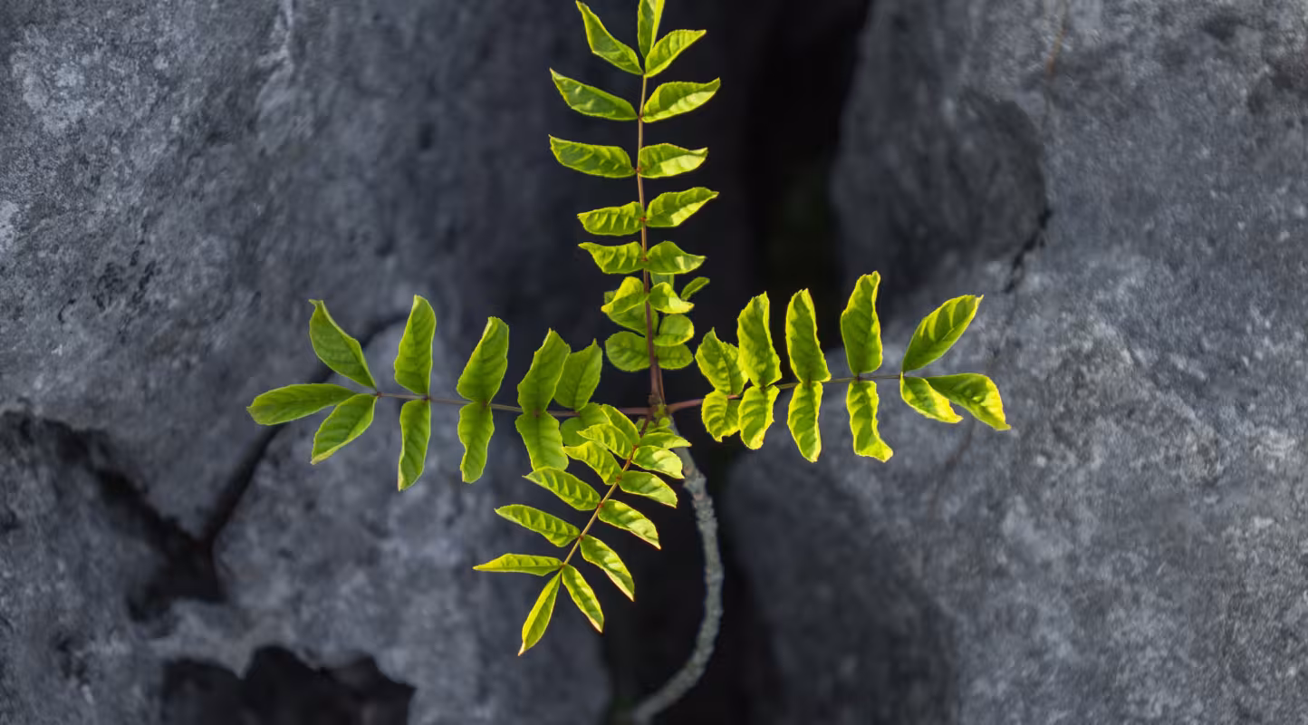 Un arbre planté sur le site de Wild Ingleborough