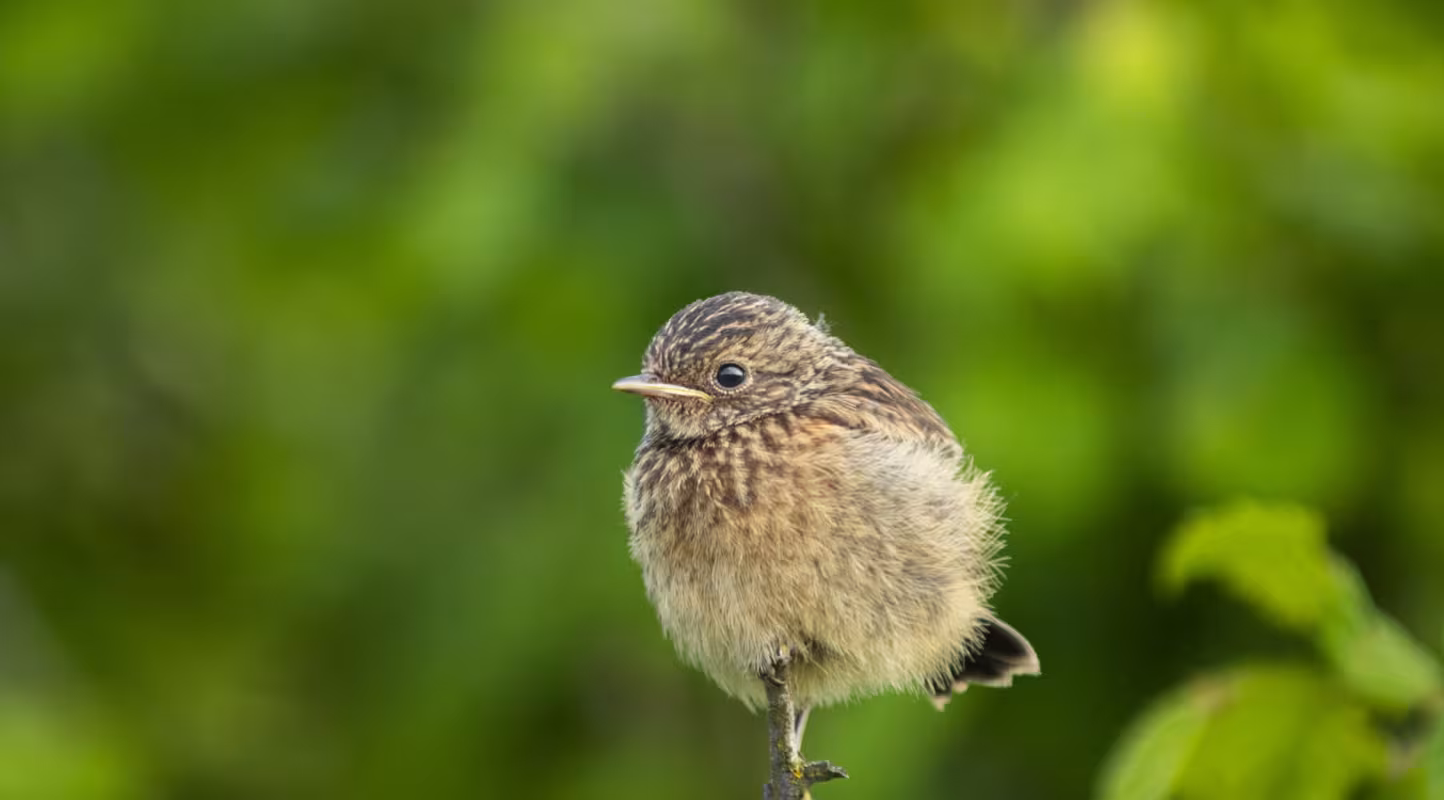 Tarier pâtre (Saxicola rubicola) juvénile