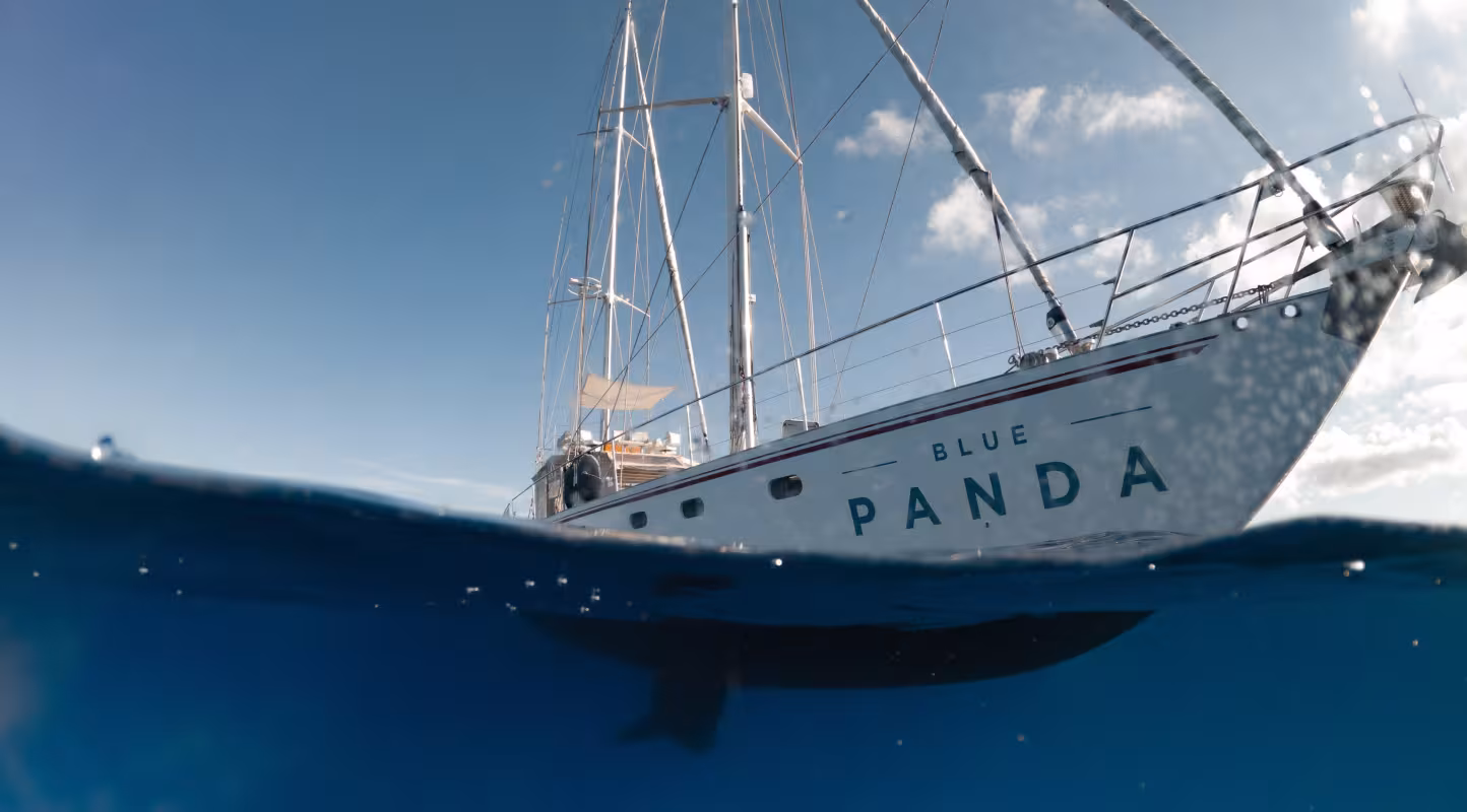 Blue Panda pris sous l'eau, Cap Cétacés 2021