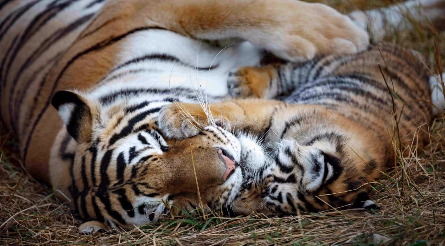Tigresse (Panthera tigris) et son petit.