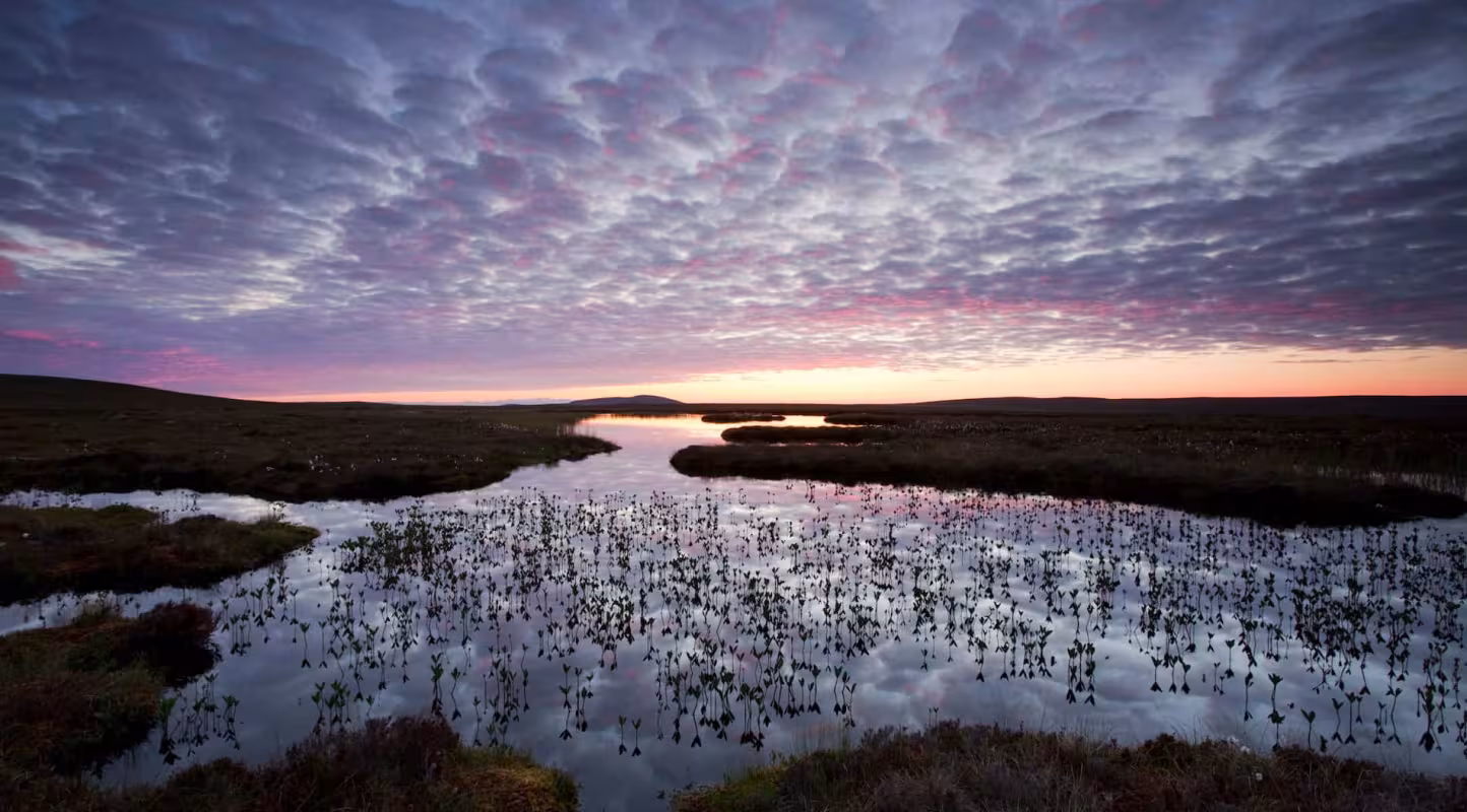 Réserve Farsnrd, Flow Country, Caithness, Écosse