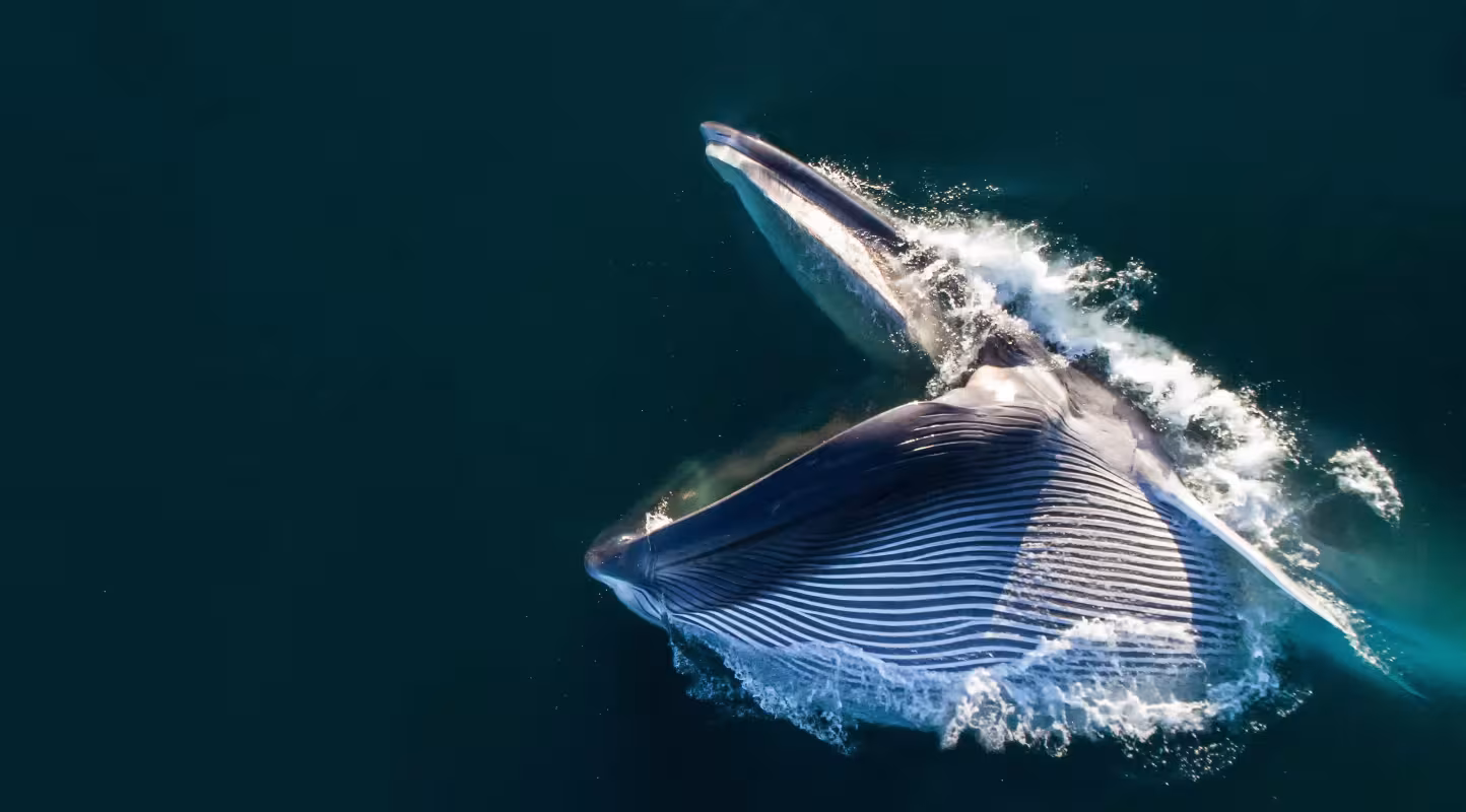 Vue aérienne d’un rorqual commun (Balaenoptera physalus) en train de se nourrir par engouffrement, la bouche grande ouverte et la gorge dilatée, dans le sud de la mer de Cortez (golfe de Californie), Basse-Californie, Mexique.