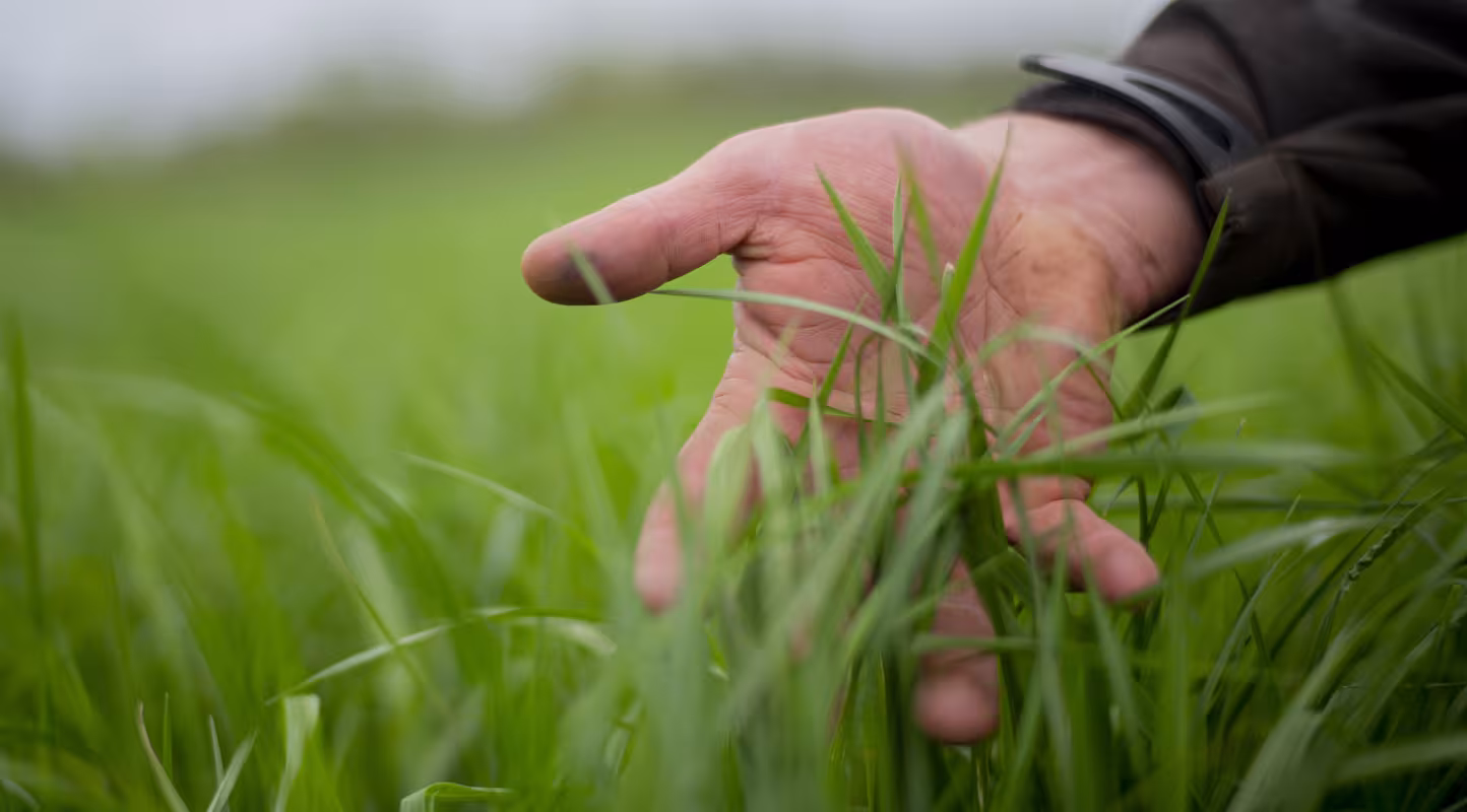 Agriculteur pratiquant l’agriculture régénératrice dans les pâturages de Berwickshire, en Écosse