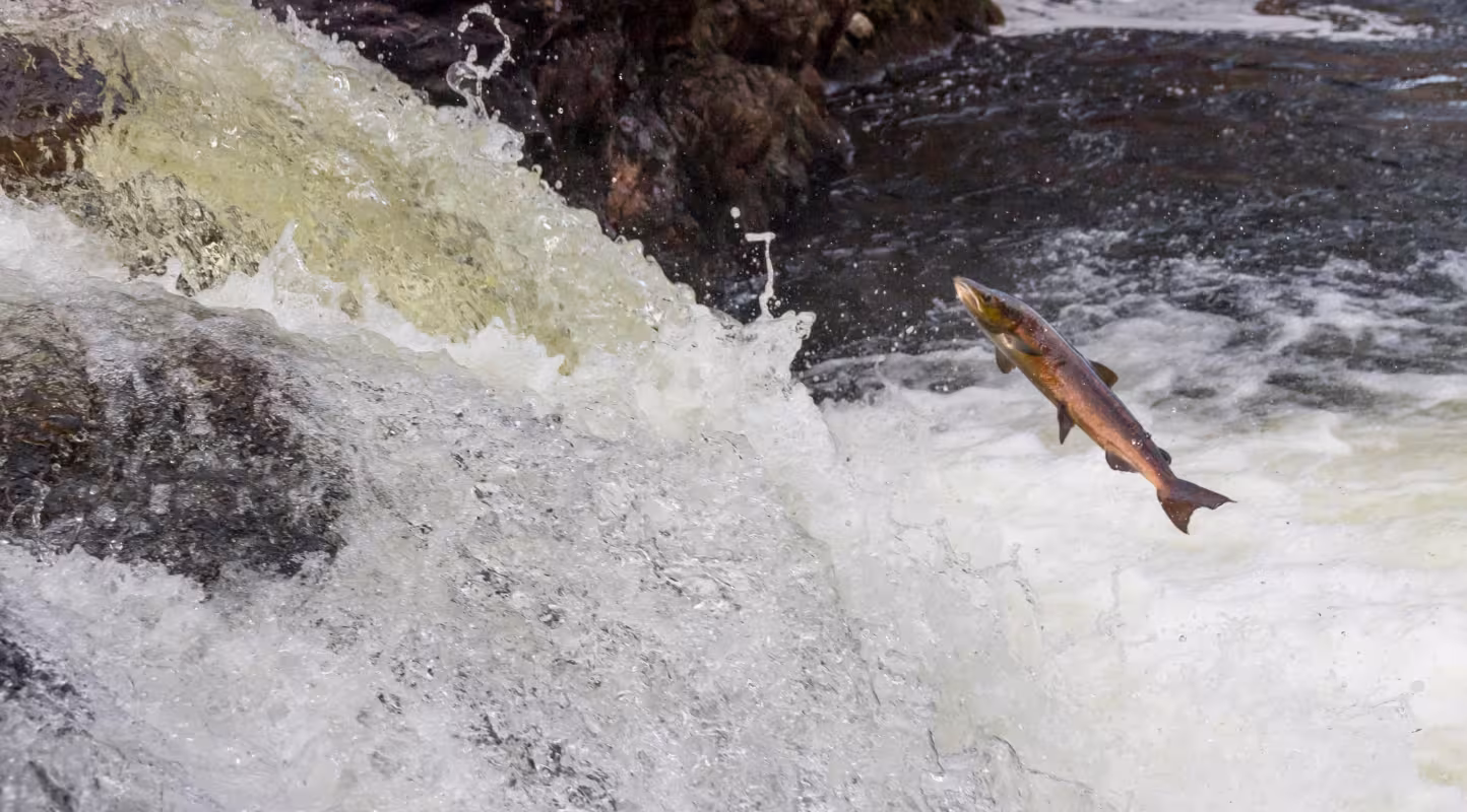 Atlantic salmon (Salmo salar) leaping up waterfall. Cairngorms National Park, Scotland, UK