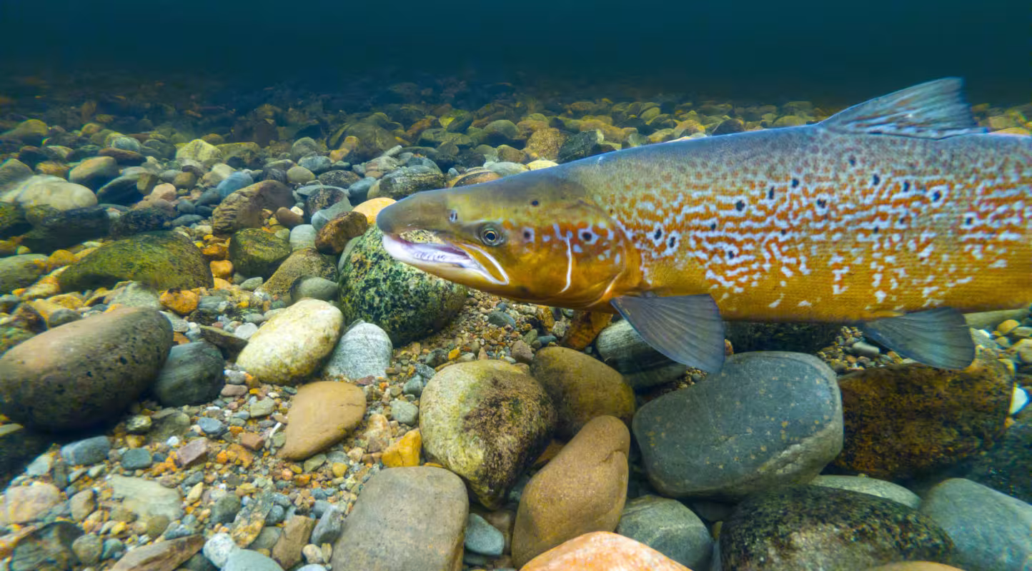 Un saumon atlantique mâle (*Salmo salar*) sur son territoire de reproduction dans la rivière Ness, Écosse, Royaume-Uni.