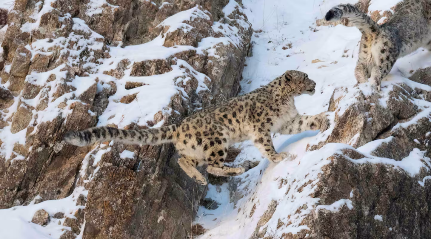 Couple de léopards des neiges (Uncia uncia) sur une pente rocheuse recouverte de neige. Montagnes de l’Altaï, Mongolie occidentale. Février.