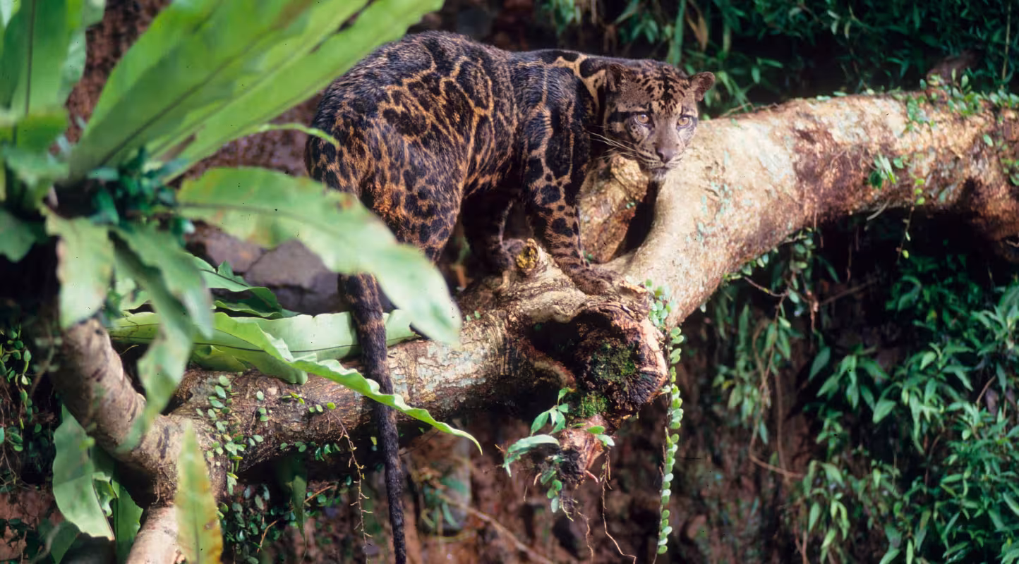 Léopard nébuleux de Bornéo (Neofelis diardi) dans un arbre, Kalimantan (Bornéo indonésien), Indonésie. Le léopard nébuleux de Bornéo est également présent à Sumatra.