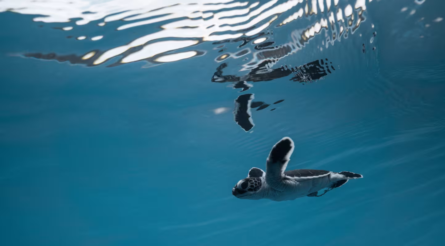 Bébé tortue verte (Chelonia mydas) nageant des les eaux de Nouvelle-Calédonie