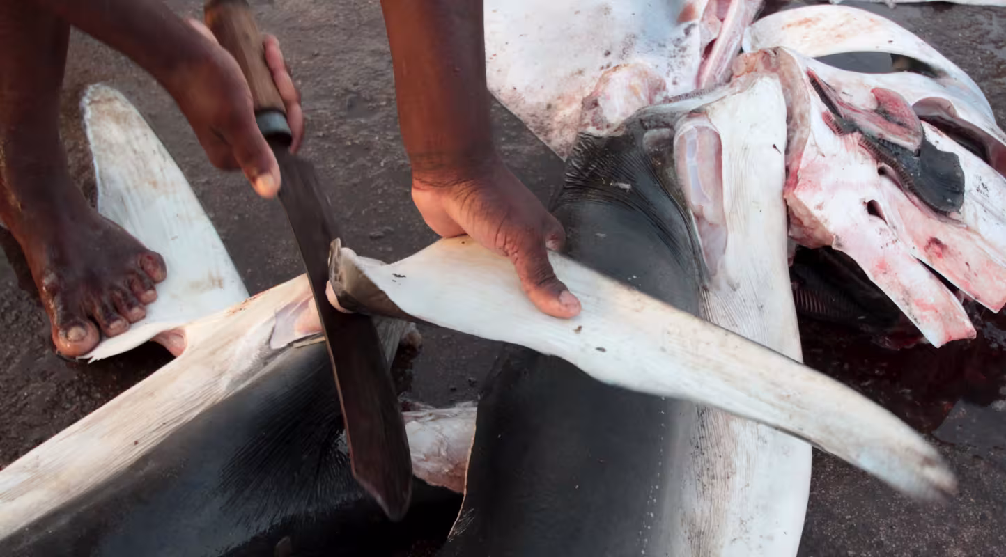 Découpe des ailerons d’un requin bleu (Prionace glauca) au marché aux poissons de Negombo, Sri Lanka.