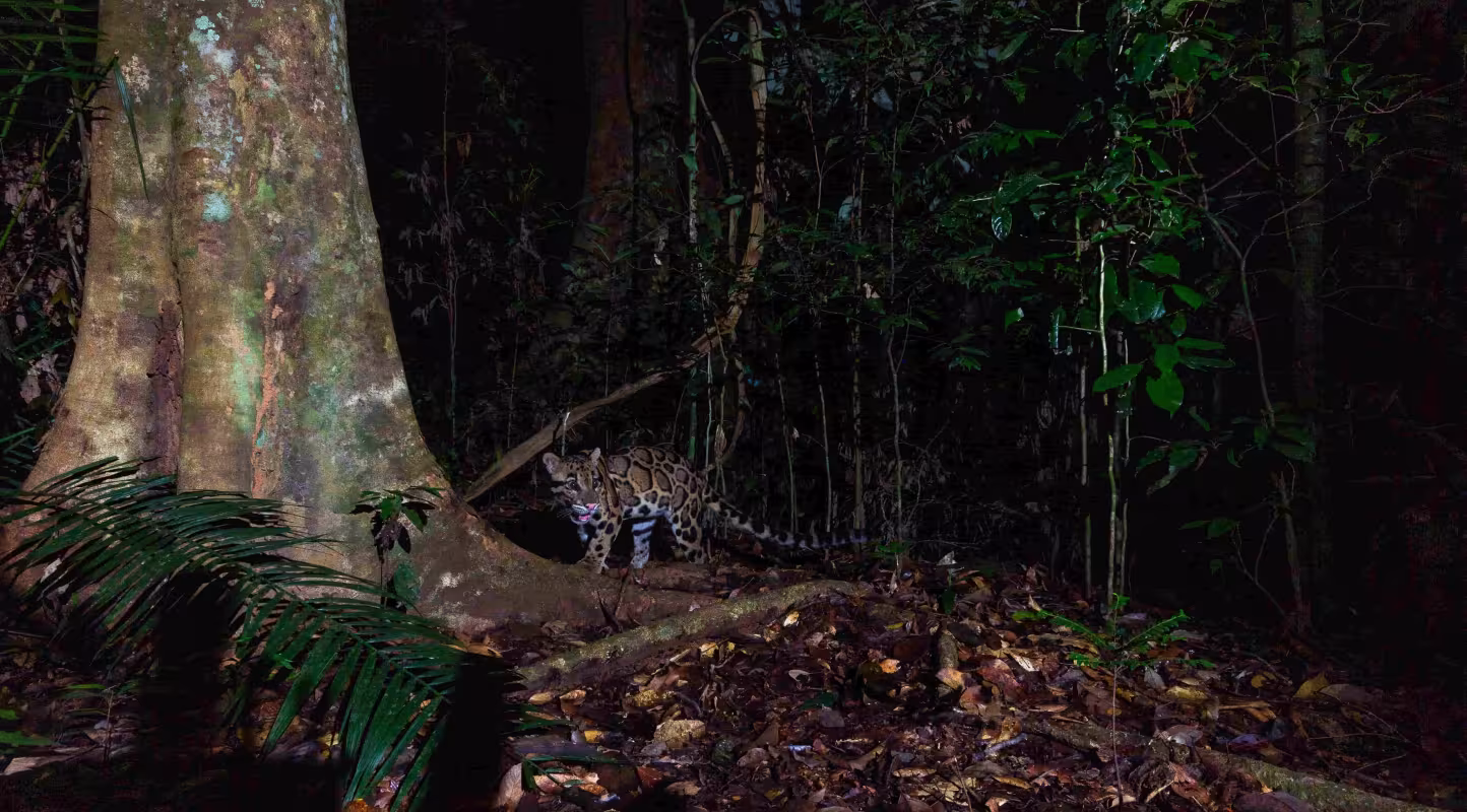 Léopard nébuleux (Neofelis nebulosa) dans le parc d’État de Royal Belum, en Malaisie.