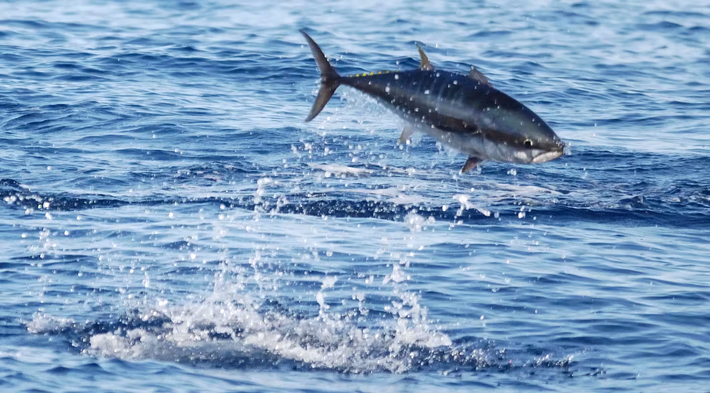Thon rouge de l’Atlantique (Thunnus thynnus) se nourrissant dans la mer Méditerranée.