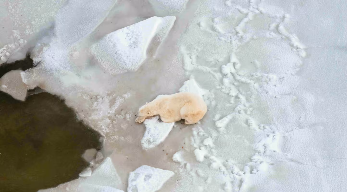1er novembre 2016, Churchill, Manitoba, Canada.