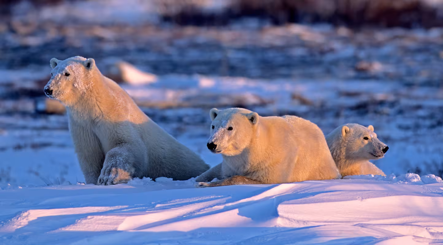 Ours polaire (Ursus maritimus), Churchill, Manitoba, Canada.