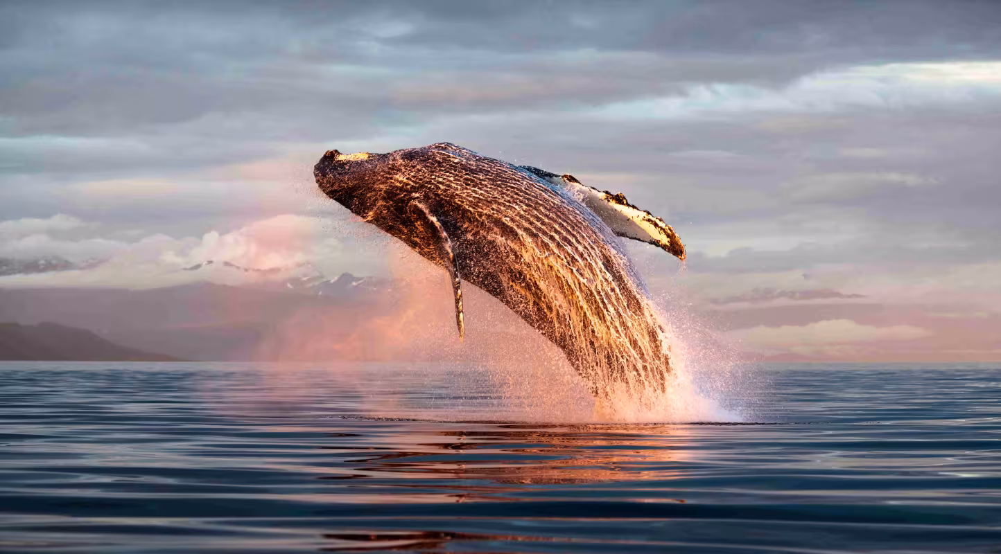 Baleine à bosse du Pacifique Nord (Megaptera novaeangliae kuzira) bondissant hors de l’eau au coucher du soleil, île Kupreanof, détroit de Frederick, Alaska, États-Unis, juillet.