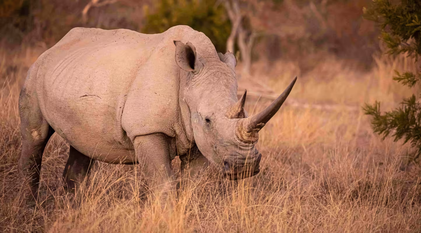 Afrique du Sud. Femelle rhinocéros blanc du Sud