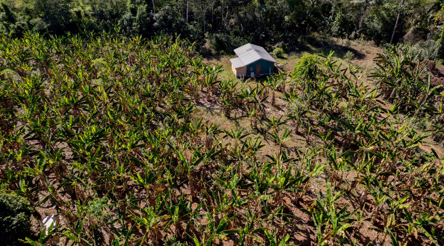 Vue aérienne d’une plantation de bananiers en Amazonie brésilienne