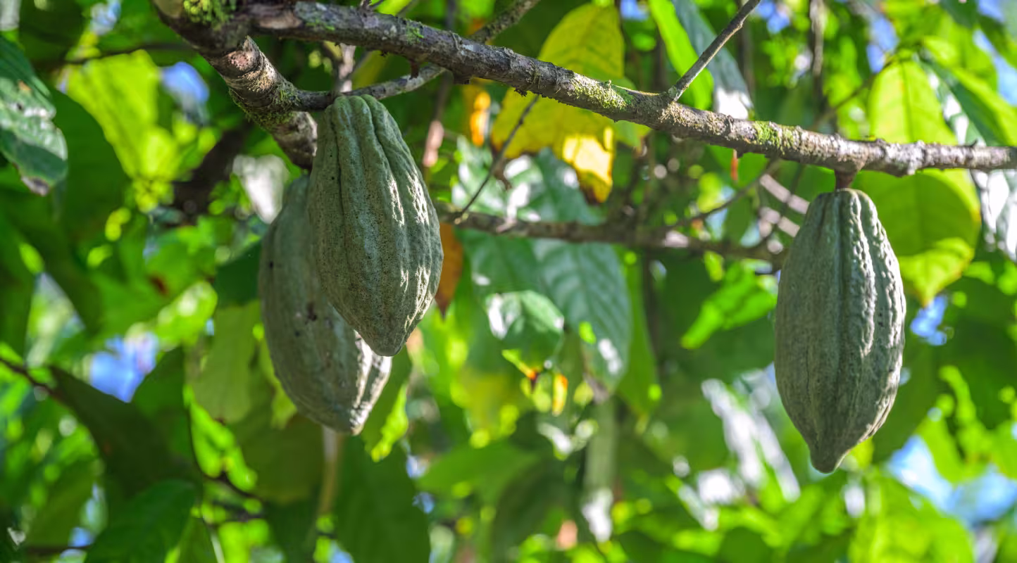 Cabosses de cacao en maturation à Pomio, en Papouasie–Nouvelle-Guinée