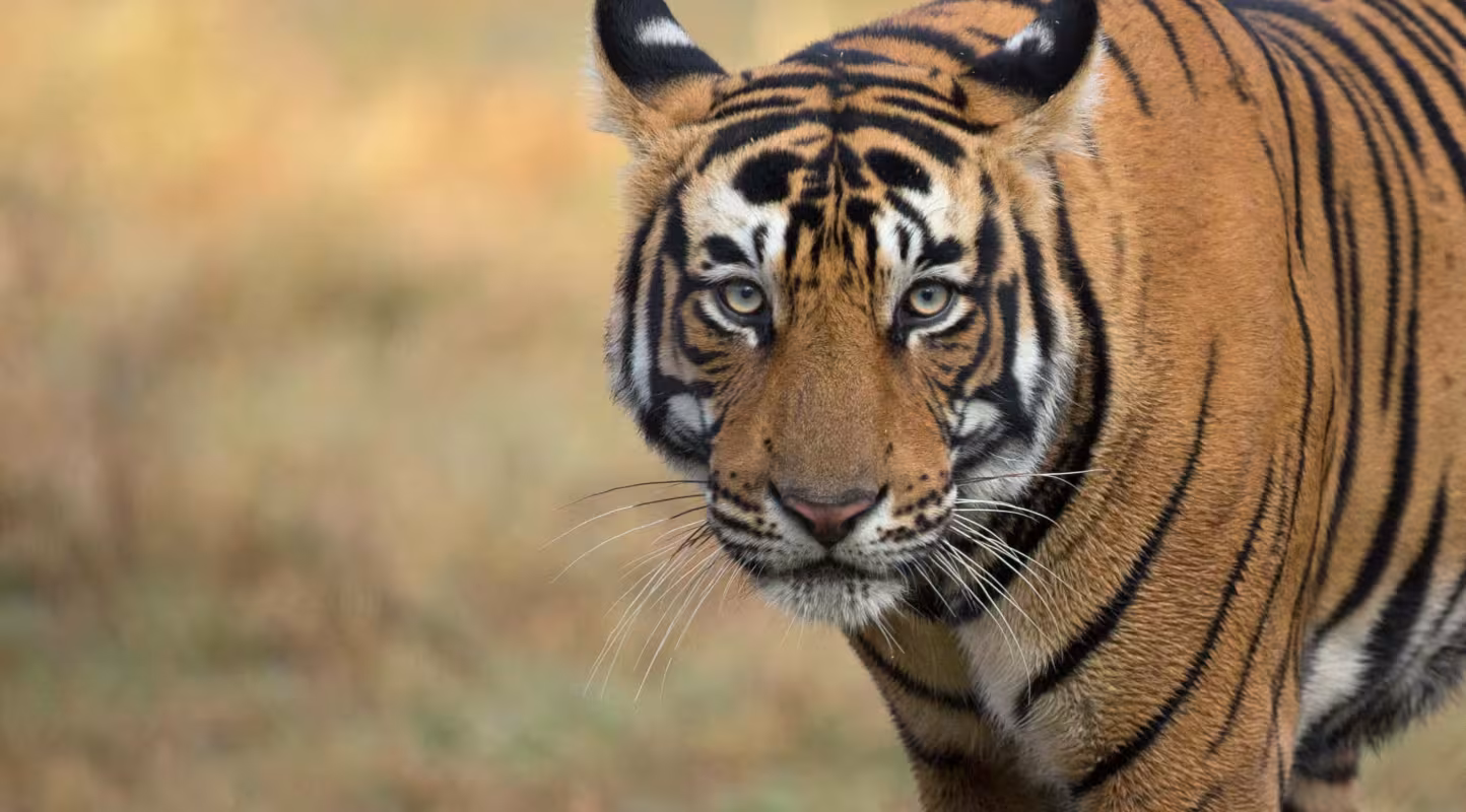 Tigre du Bengale (Panthera tigris), portrait. Parc national de Ranthambore, Inde. Photo © Phillip Ross/Felis Images.