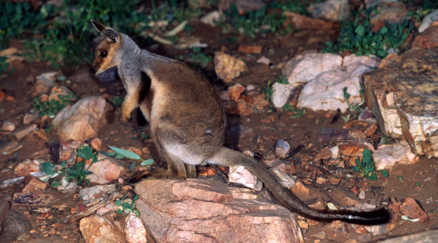 Wallaby des rochers à pieds noirs (Petrogale lateralis), espèce vulnérable en Australie.