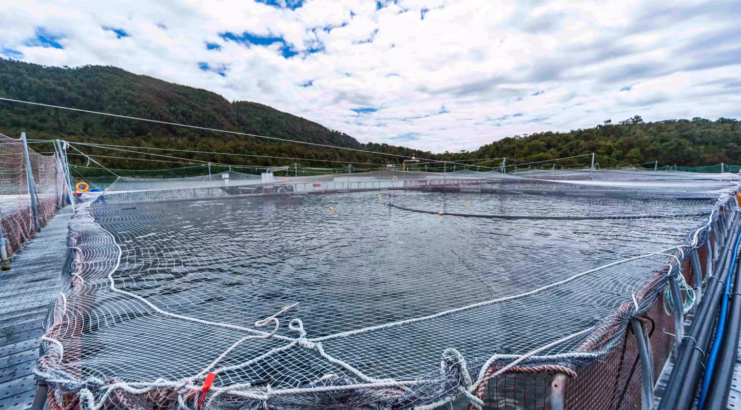 Vue générale des fermes salmonicoles dans le fjord de Canalad, au Chili.