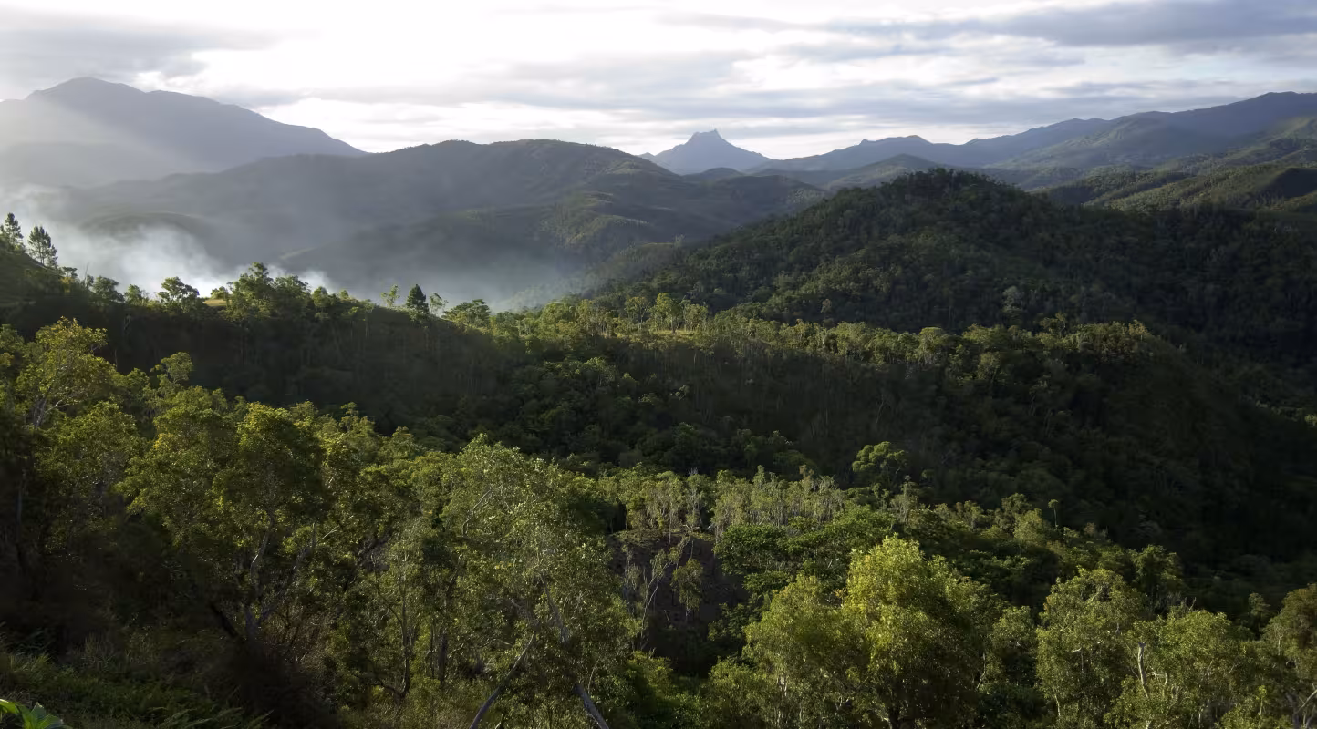 Forêt, Nouvelle-Calédonie