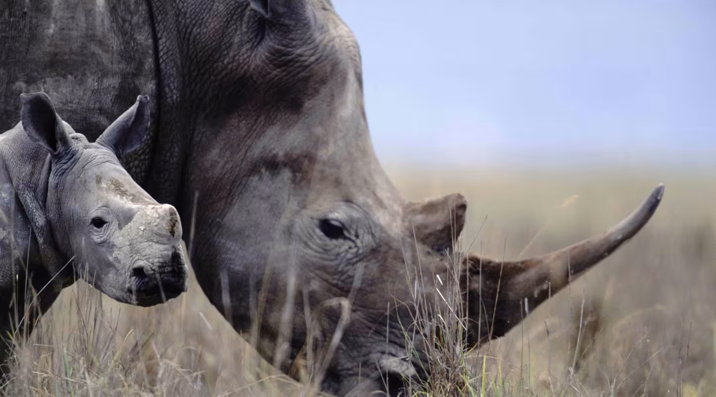 Mère rhinocéros blanc broutant avec son petit {Ceratotherium simum} Masaï Mara, Kenya