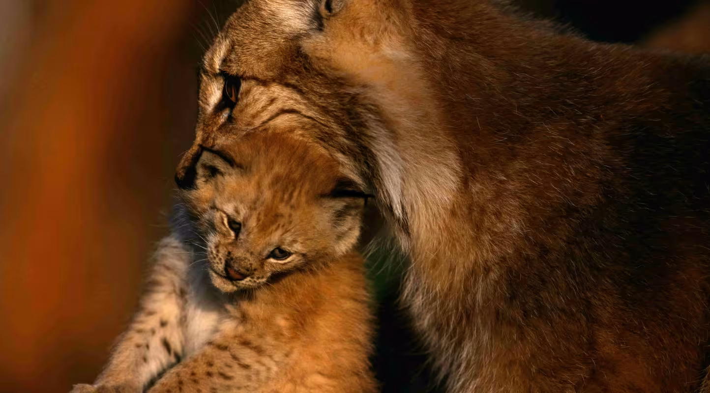Lynx boréal (Lynx lynx) en captivité, femelle transportant son petit dans sa gueule, Langedrag, Norvège.