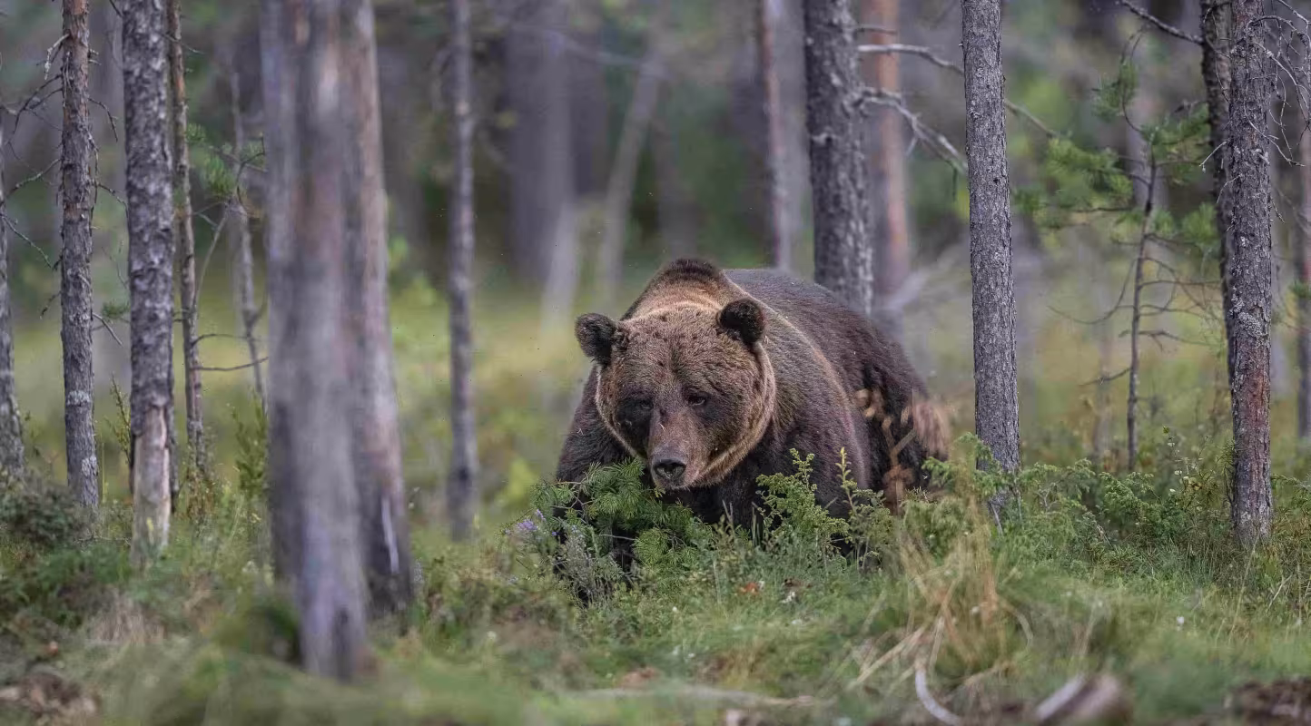 Ours brun (Ursus arctos), mâle.