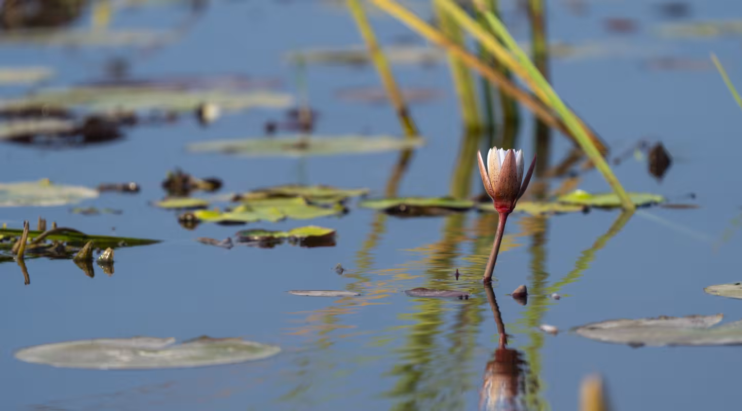 Nénuphar blanc dans le delta de l’Okavango, au Botswana