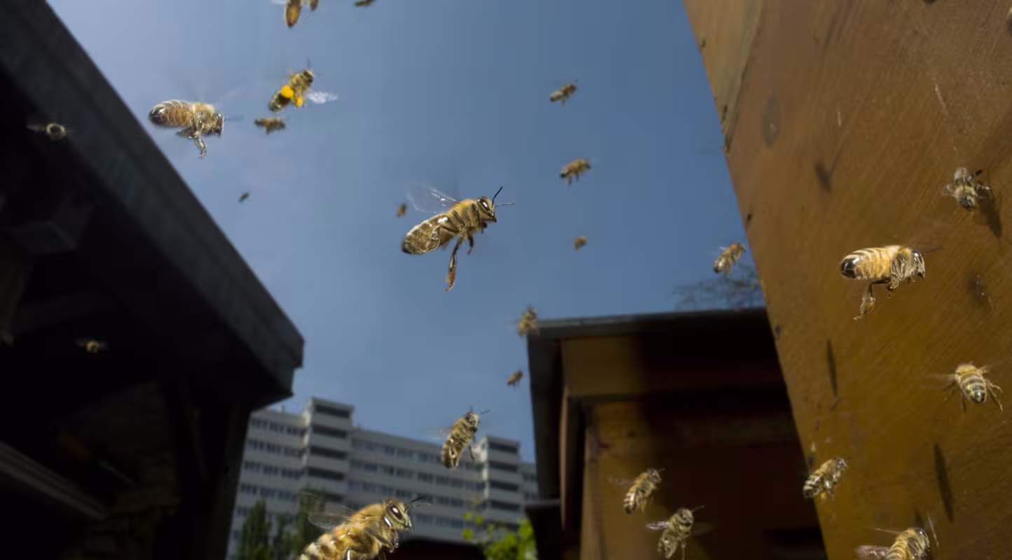 Essaim d’abeilles domestiques (Apis mellifera) en vol, Paris, France