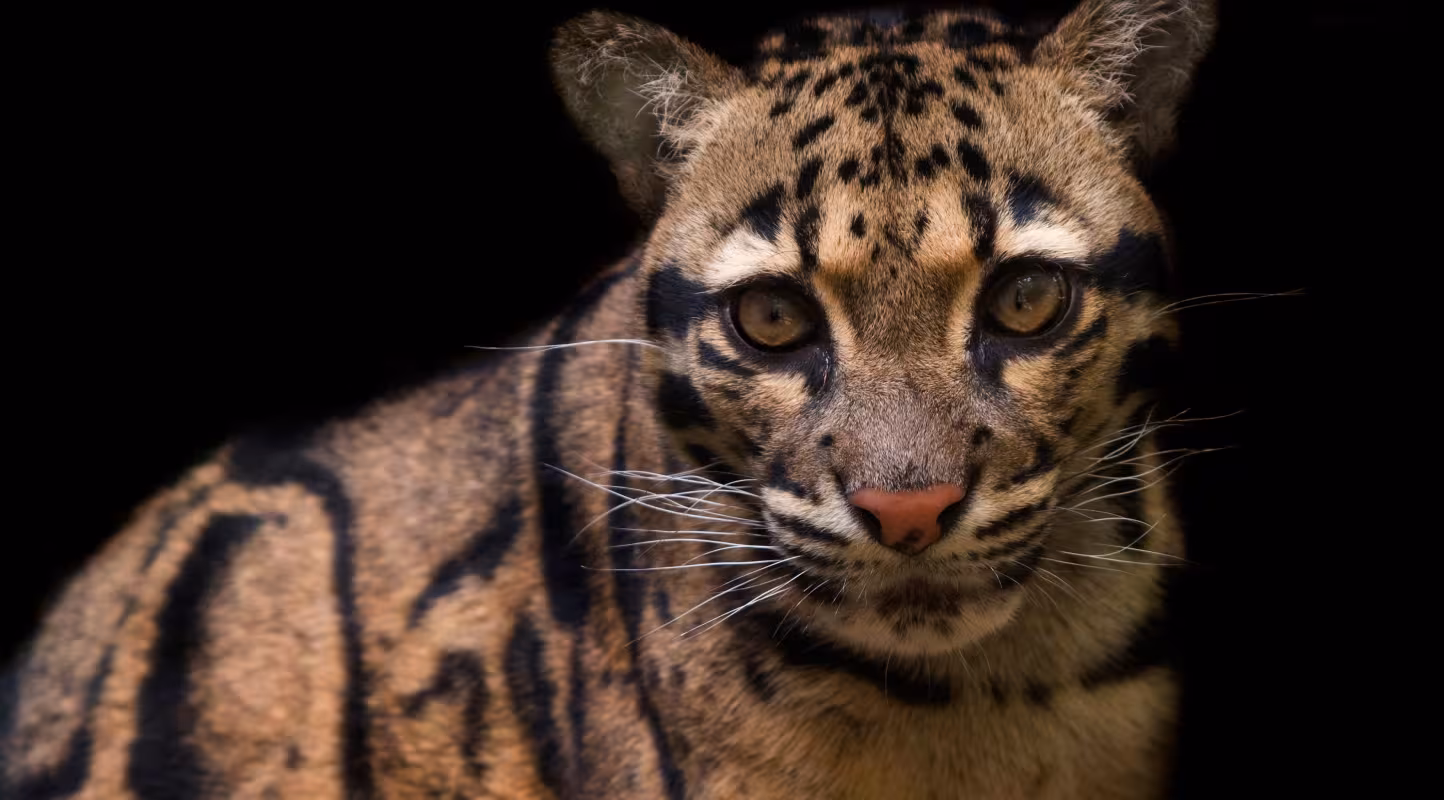 Portrait de la tête d’un léopard nébuleux (Neofelis nebulosa), en captivité.