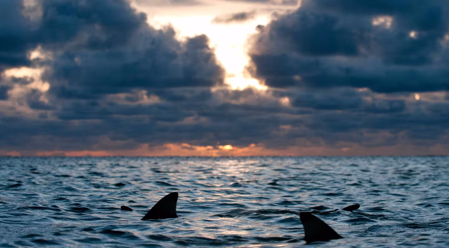 Requins pointe noire de récif (Carcharhinus melanopterus), nageoires dorsales visibles à la surface de l’eau au crépuscule, atoll d’Aldabra, Seychelles, océan Indien.