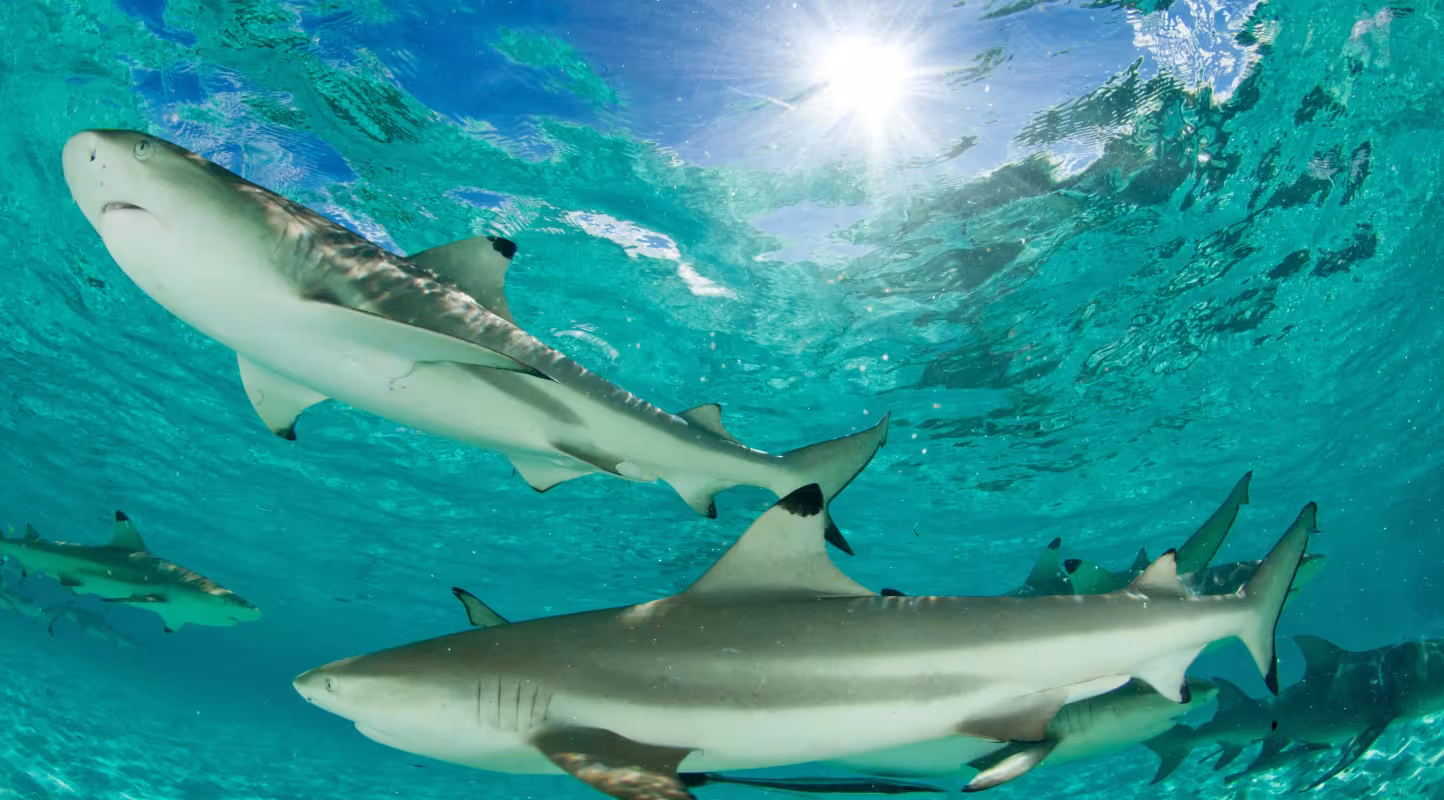 Groupe de requins pointe noire de récif (Carcharhinus melanopterus) nageant dans une mer turquoise peu profonde, atoll d’Aldabra, Seychelles, océan Indien.