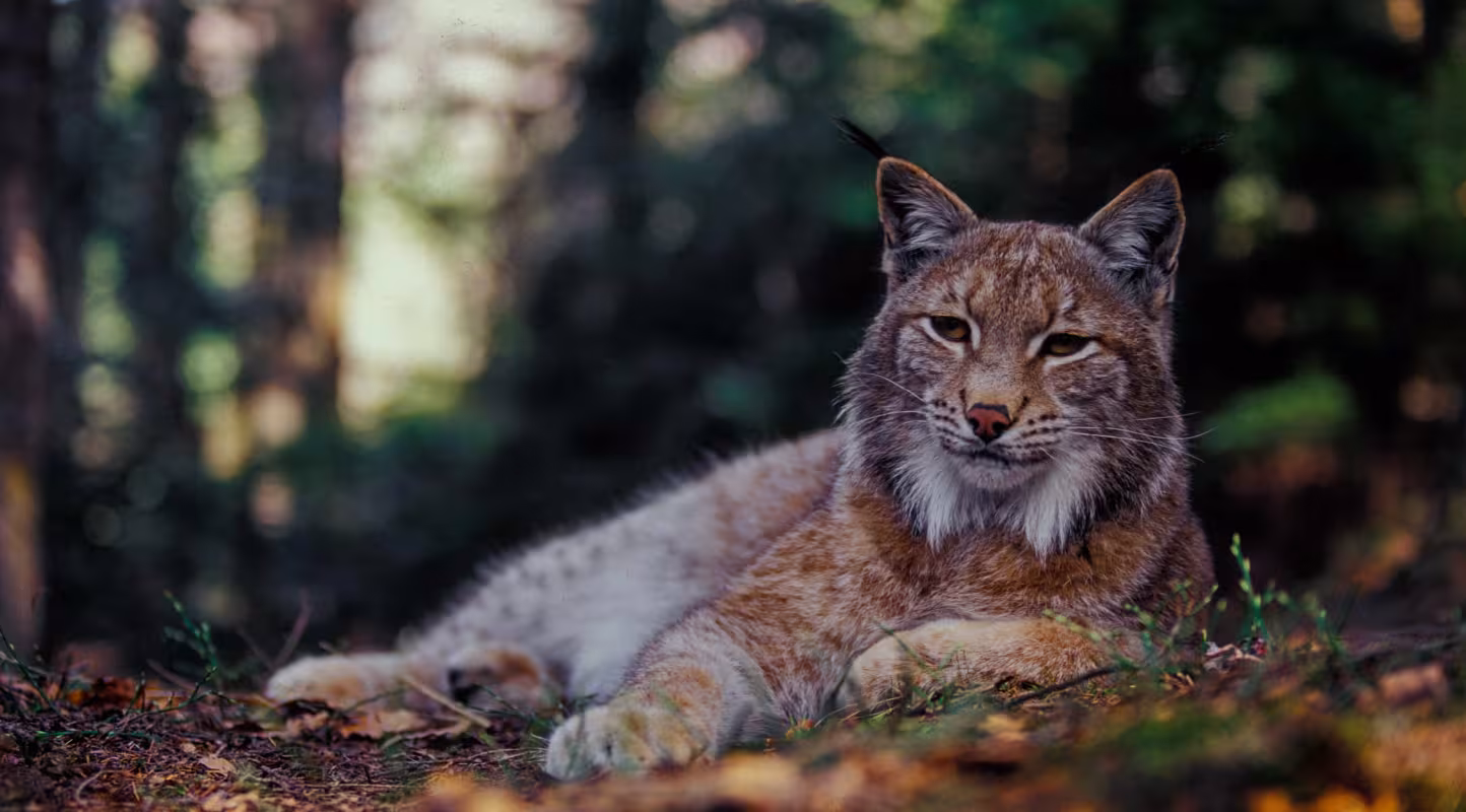 Lynx (Lynx lynx), vallée de Bystrička, parc national de Malá Fatra, Slovaquie.