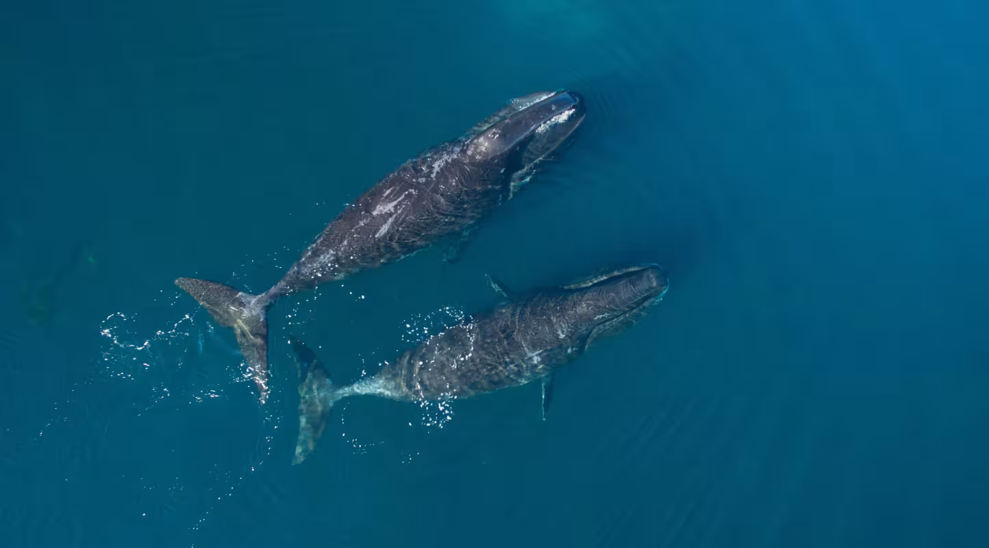 Baleines boréales (Balaena mysticetus) dans le détroit de Cumberland, au Nunavut, Canada.
