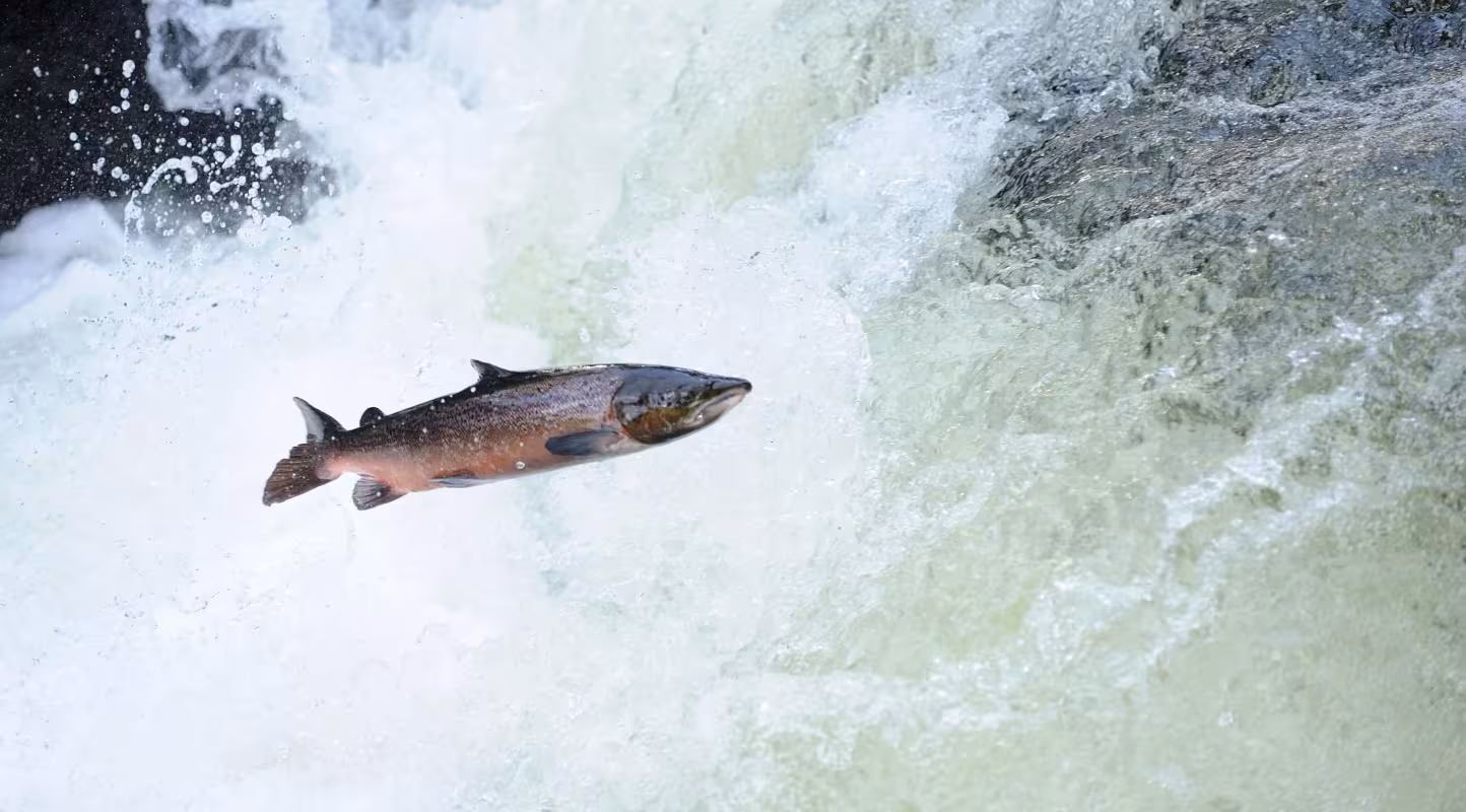 Atlantic salmon (Salmo salar) moving upriver to spawn. Lligwy River nr Betws y Coed, Gwynedd, North Wales, UK, November