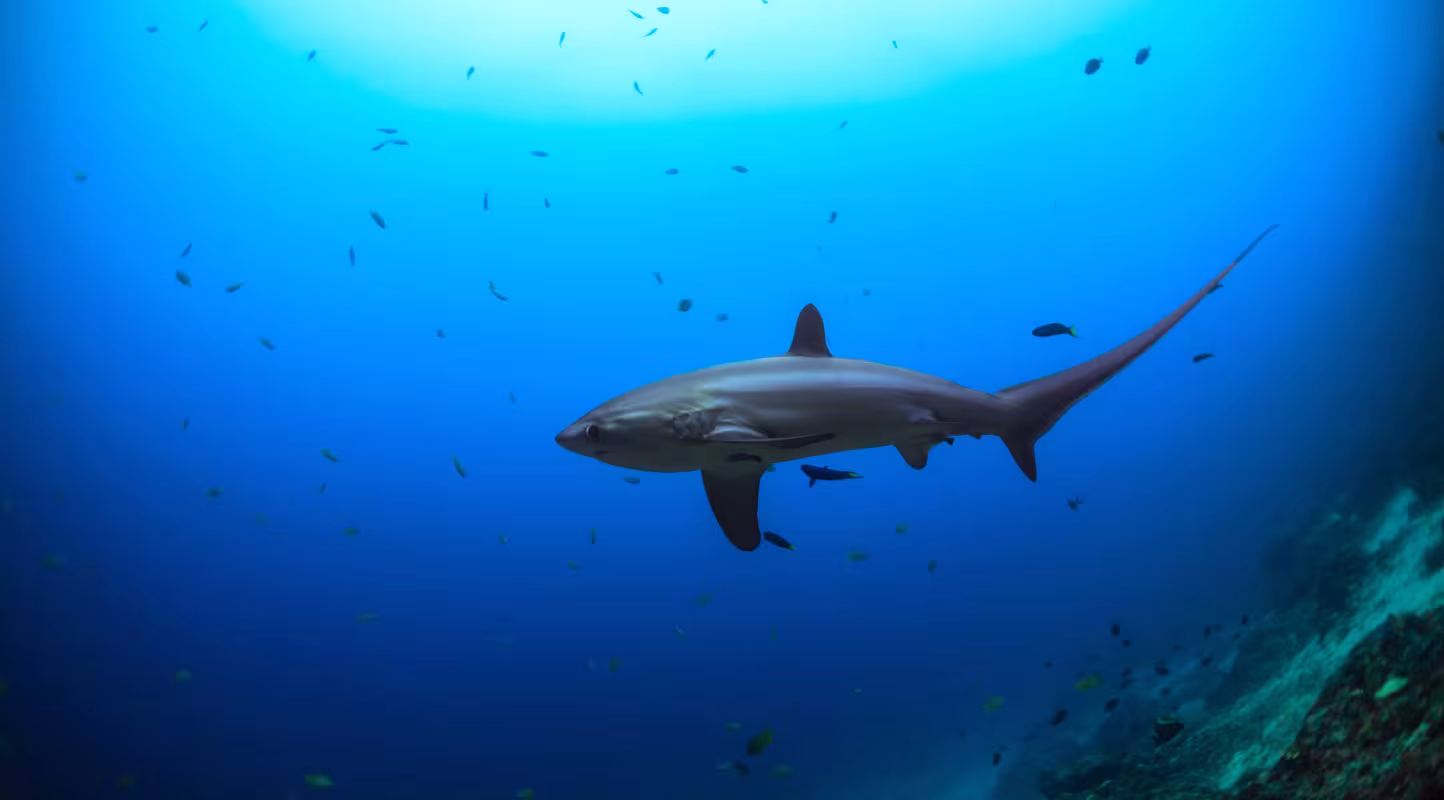 Vue de profil d’un grand requin-renard pélagique (Alopias pelagicus) à Malapascua, Philippines.