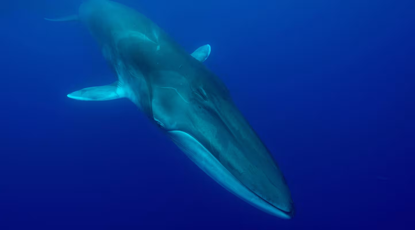 Rorqual commun (Balaenoptera physalus) près de la surface. Île de Pico, Açores, Portugal. Mai.