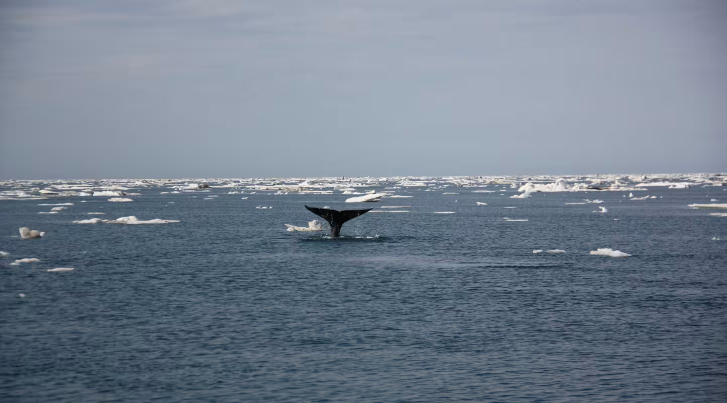Nageoire caudale d’une baleine boréale (Balaena mysticetus). Expédition de 2009 à travers le passage du Nord-Ouest, Canada.