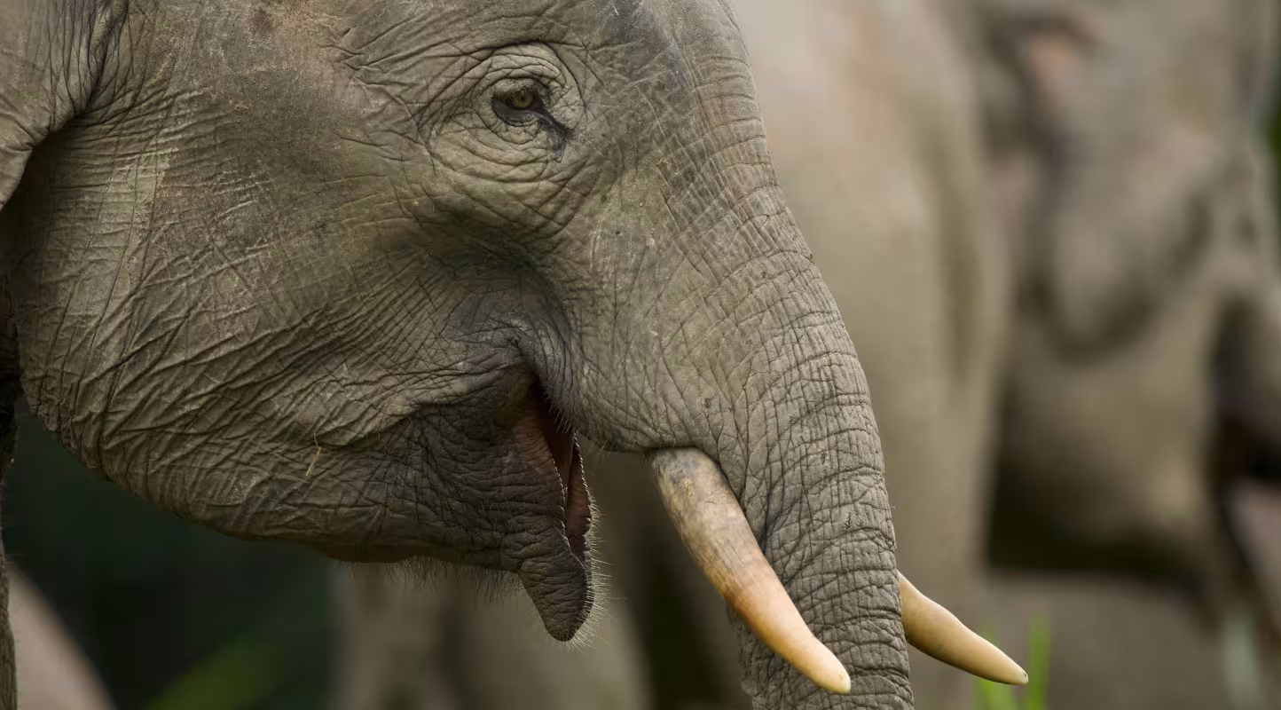 Gros plan d’un éléphant de Bornéo (Elephas maximus borneensis) à Bornéo.