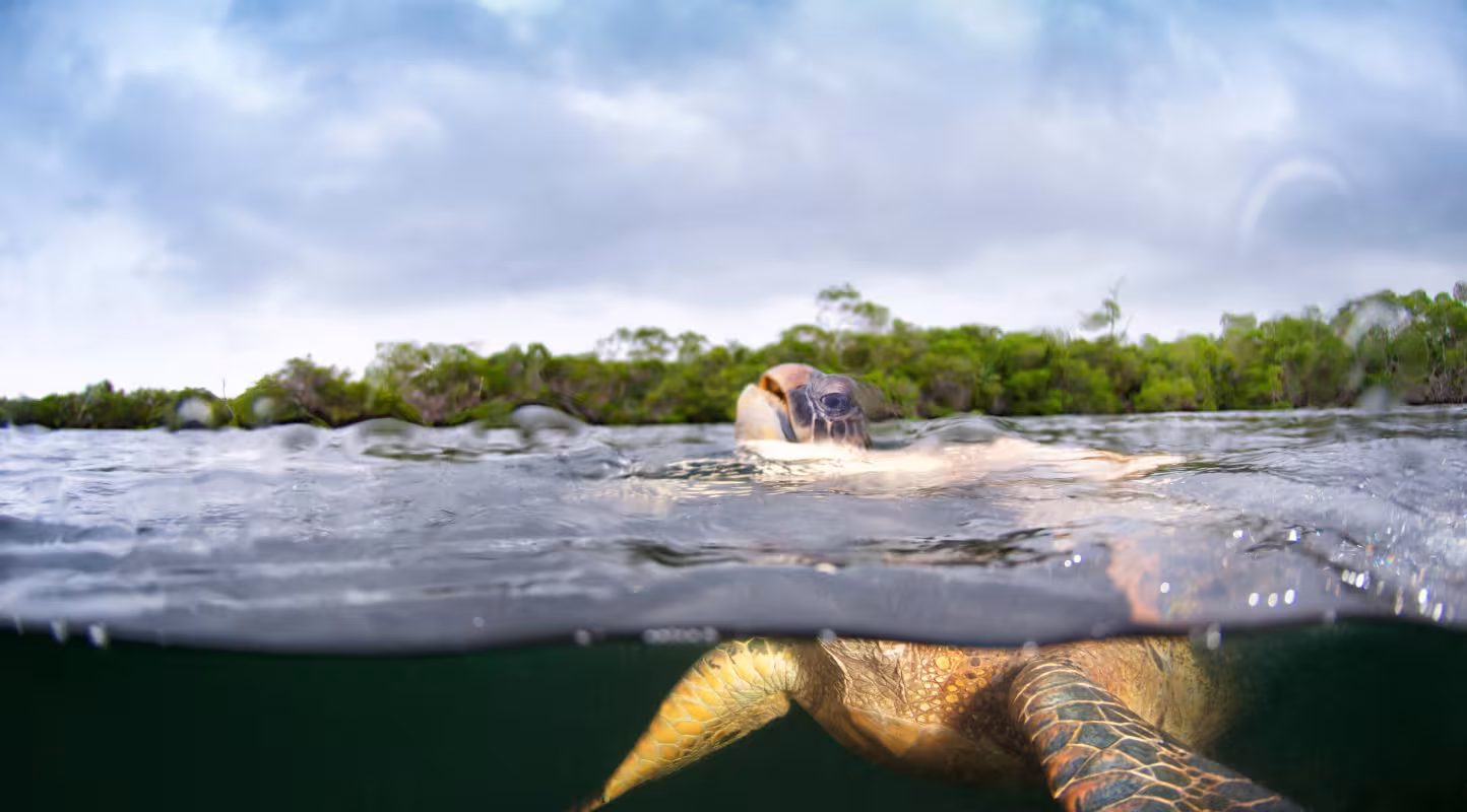 Tortue verte des Galápagos (Chelonia mydas agassizii) nageant près de Los Túneles, île Isabela, Galápagos, Équateur.