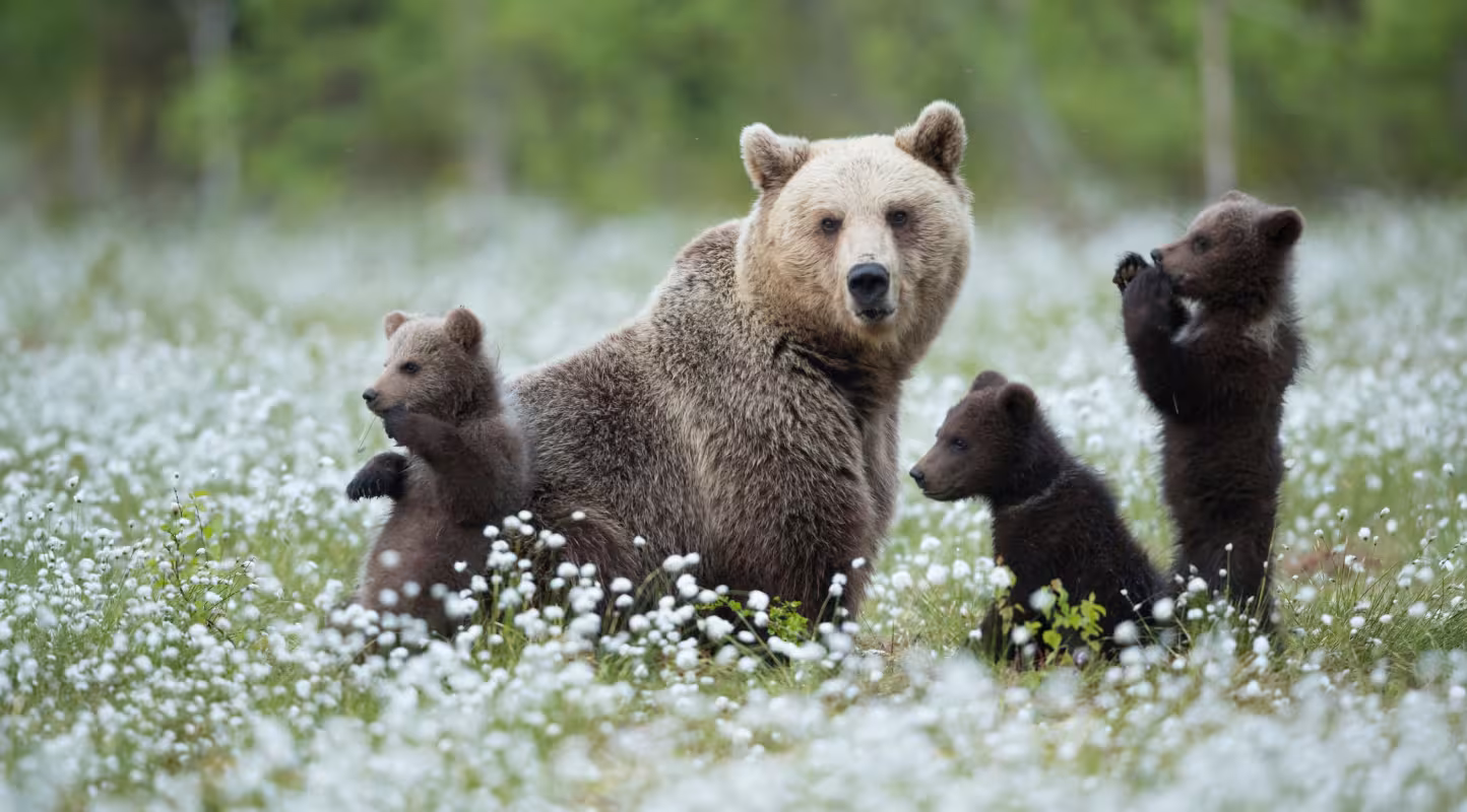 Ourse brune (Ursus arctos) et ses petits jouant parmi les linaigrettes, Finlande, juin.