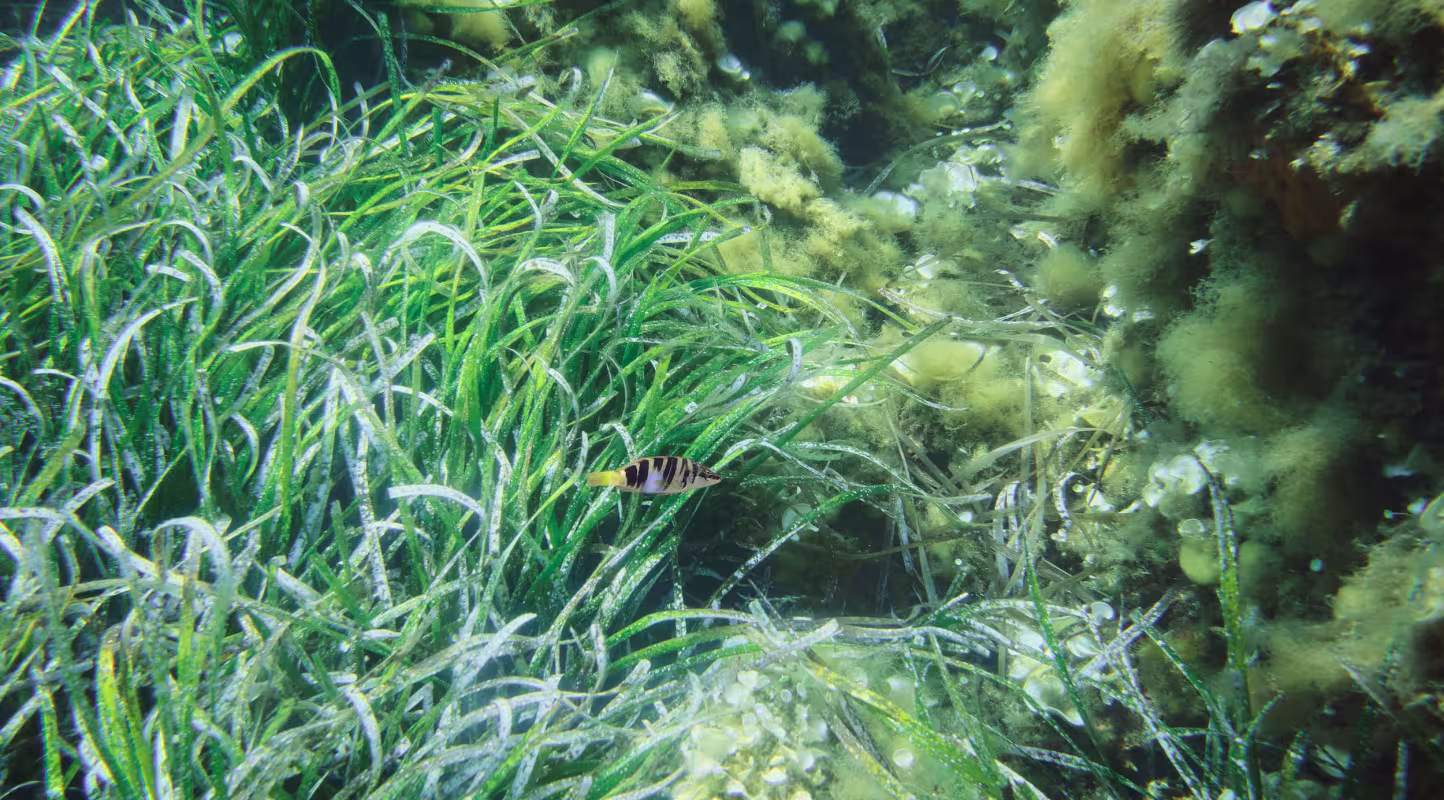Posidonie de Méditerranée (Posidonia oceanica)  