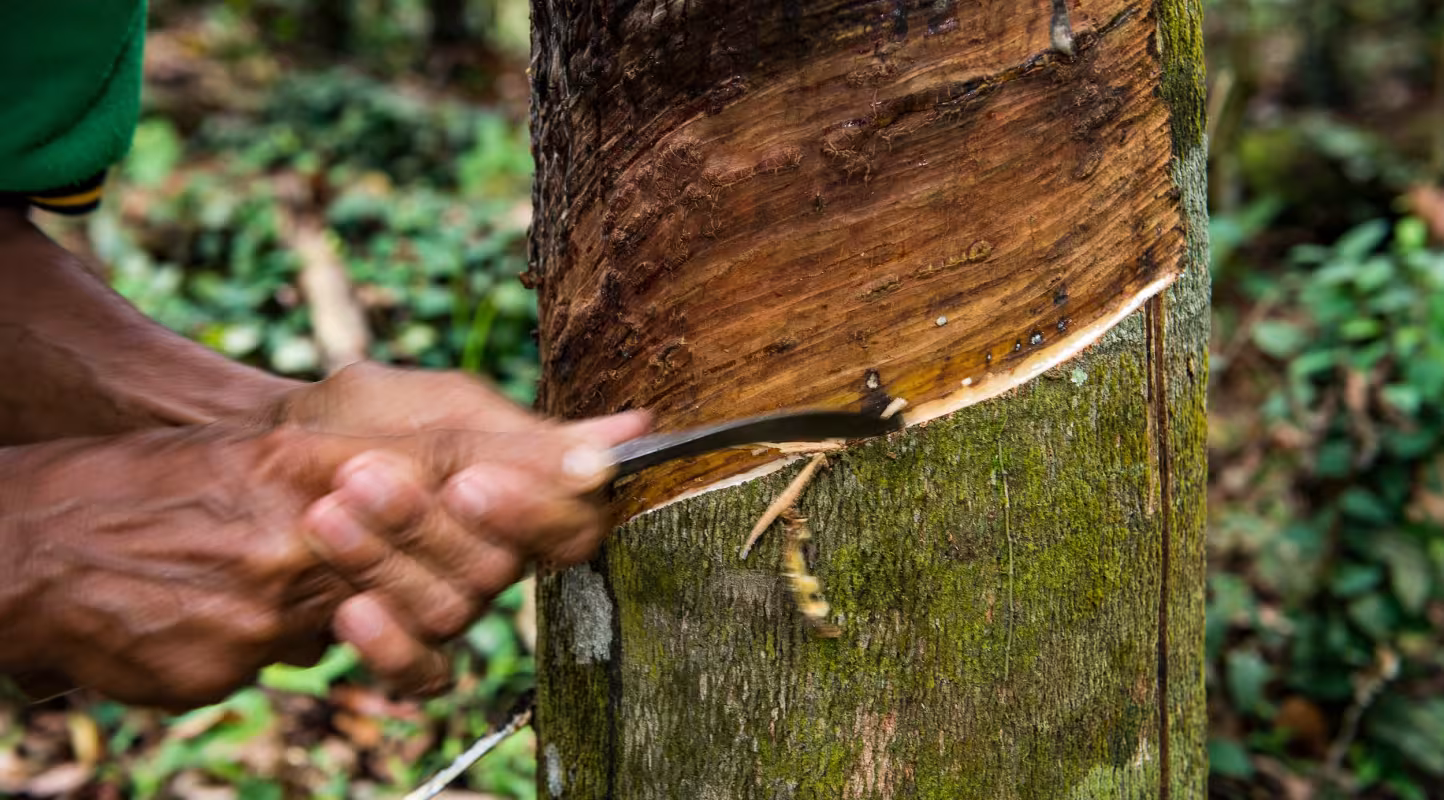 Récolte du kauchuk sur l'hévéa (Hevea brasiliensis)