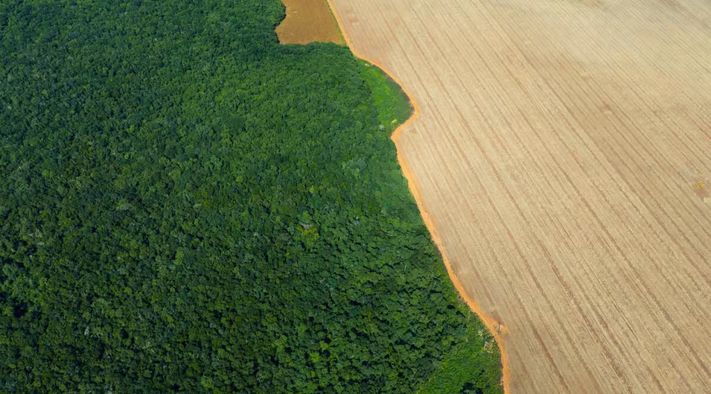 Déforestation causée par l’agriculture à grande échelle dans le sud‑est du Mexique. 