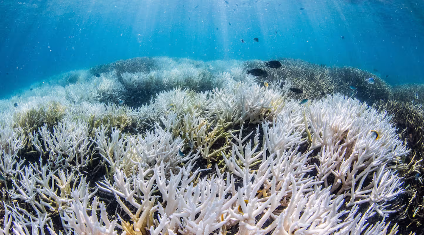 Blanchissement des coraux dans le sud de la Grande Barrière de corail