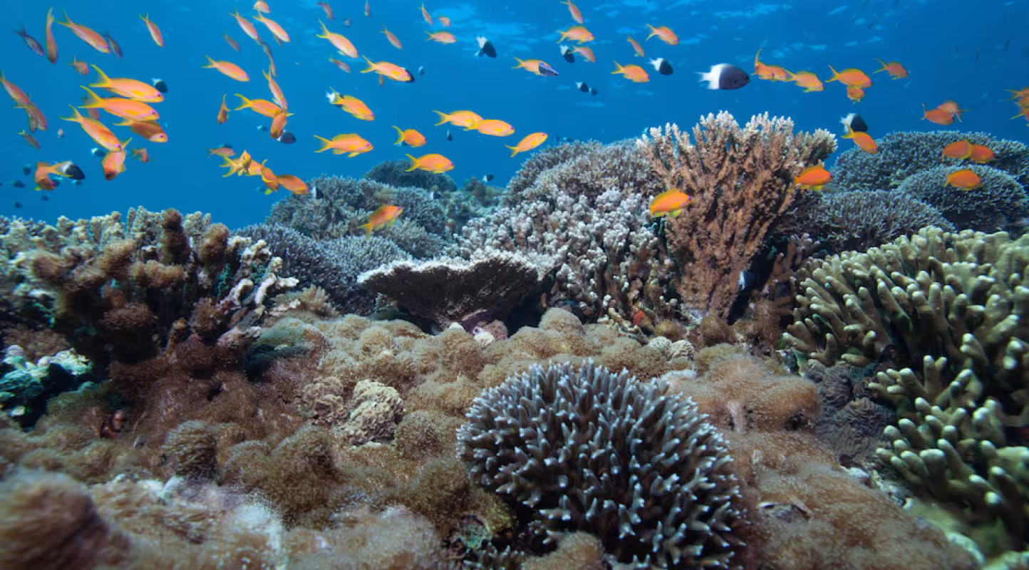 Paysage de récif sommital avec des anthias et des demoiselles