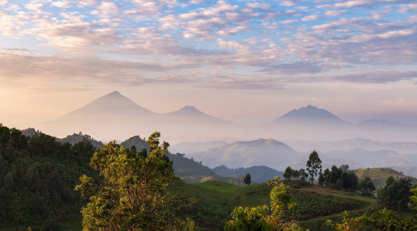 At sunrise, the volcanic peaks of Muhabura, Gahinga, and Sabyinyo rise through the mist, marking the meeting point of Uganda, Rwanda, and the Democratic Republic of Congo. These ancient volcanoes form the Virunga Massif, the high-altitude cradle of the endangered mountain gorilla. The surrounding slopes—now a patchwork of farms, forest, and protected reserves—illustrate the delicate balance between human survival and wildlife conservation. From this ridge above Bwindi Impenetrable National Park, the view ex