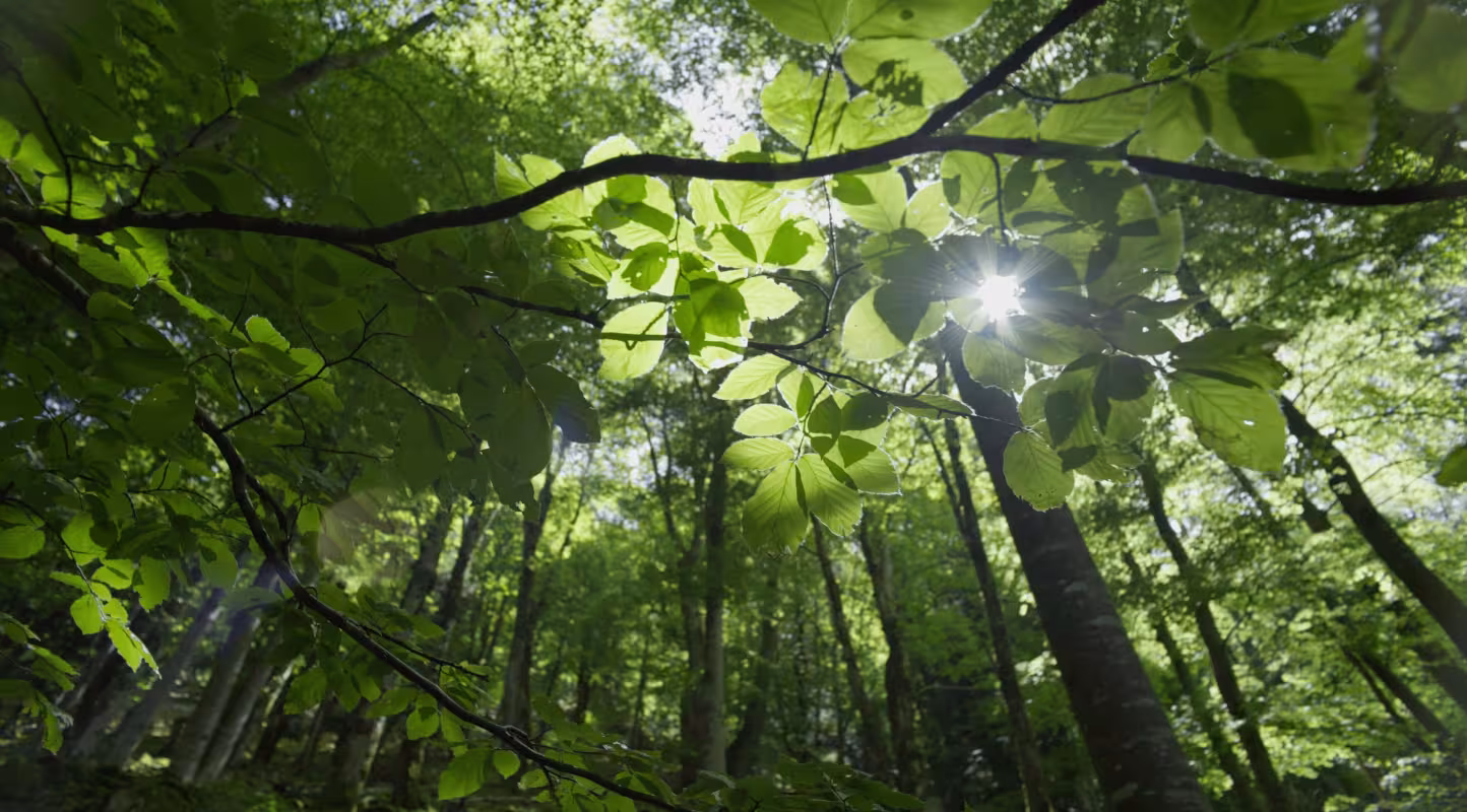 Feuilles d'arbres dans une forêt