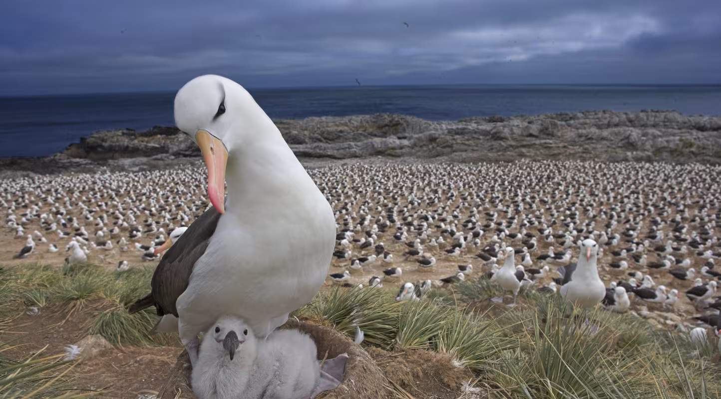 Albatros à sourcils noirs (Thalassarche melanophrys) avec son poussin sur le nid, au sein d’une grande colonie